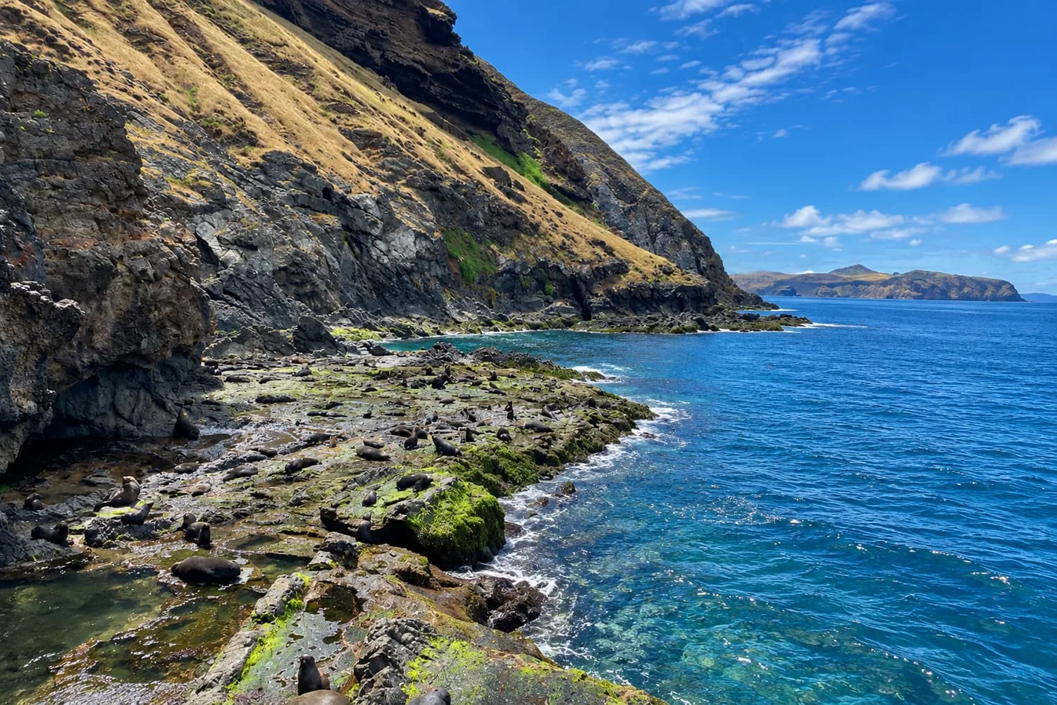Colonia de lobos marinos descansando sobre rocas volcánicas junto al mar en Juan Fernández